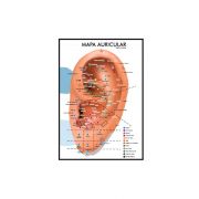 Mapa Auricular - Rubens Takeda