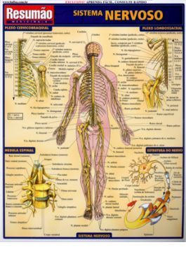 Resumo - Sistema Nervoso - Resumão