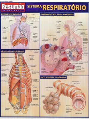 Resumo - Sistema Respiratório - Resumão